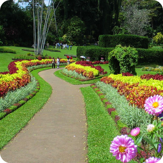 Peradeniya Botanical Garden - Sri Lanka