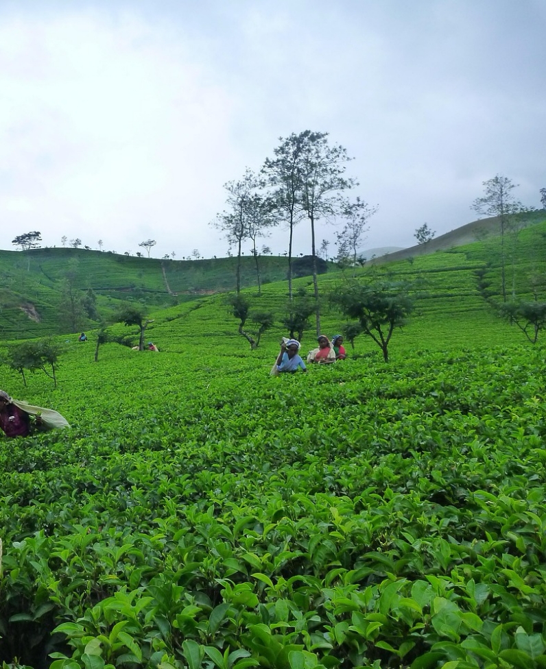 Image of the top tourist attraction Nuwaraeliya