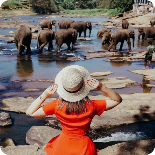 Pinnawala Elephant Orphanage - Sri Lanka