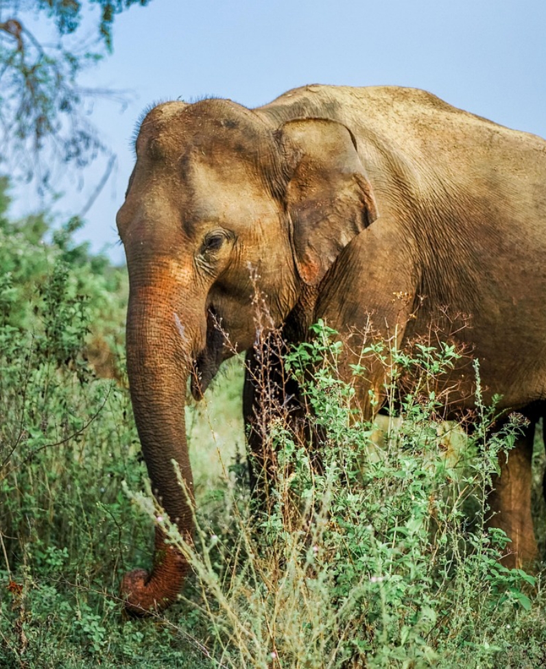 Image of the top tourist attraction Pinnawala