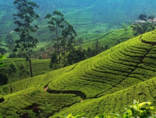 Train ride over demodara Nine Arch cultural highland escape