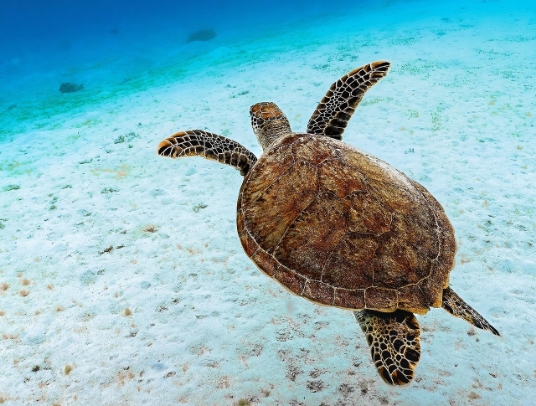 Train ride over demodara Nine Arch cultural highland escape