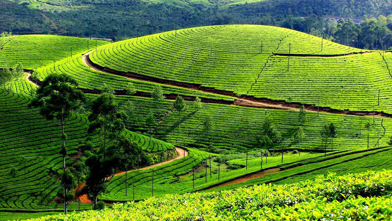 Tea Plantation Nuwara Eliya