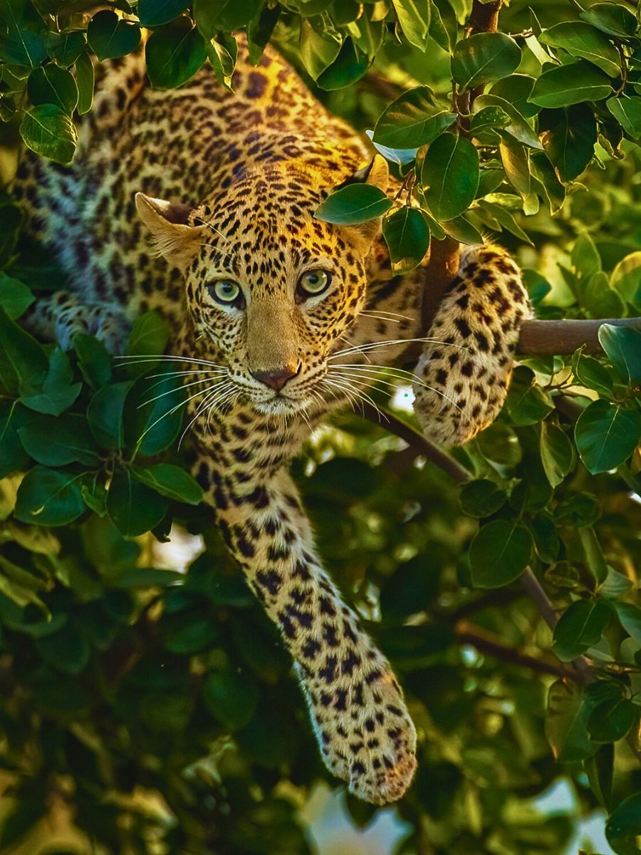 Wild Life Adventure