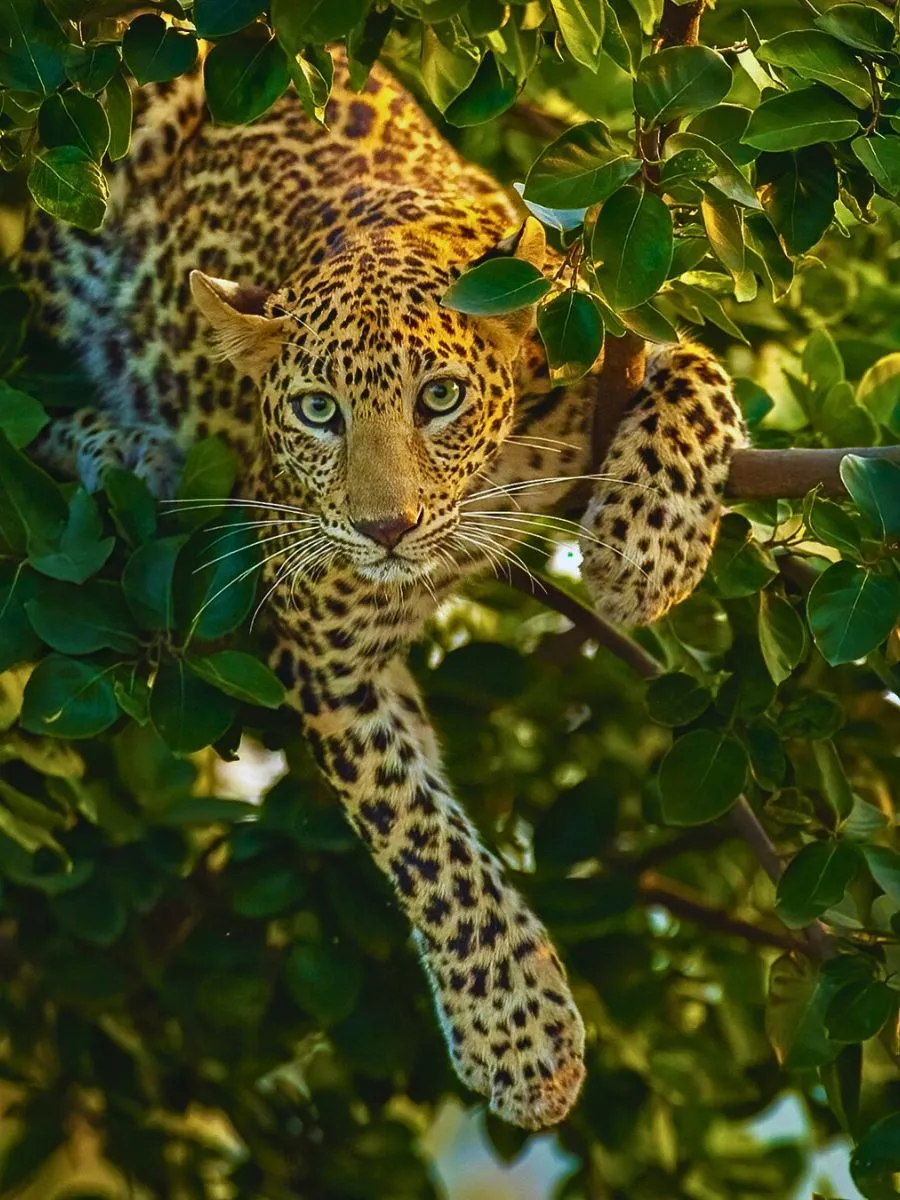 Wild Life Adventure
