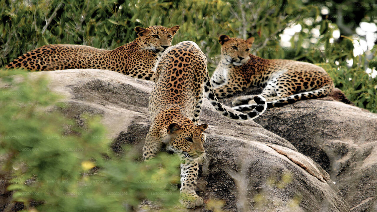 Yala National Park Safari