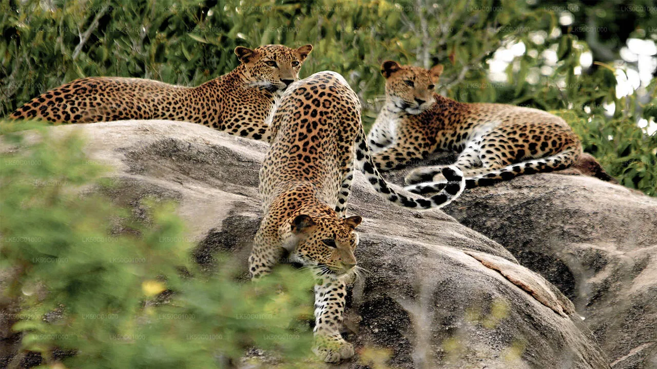Yala National Park Safari